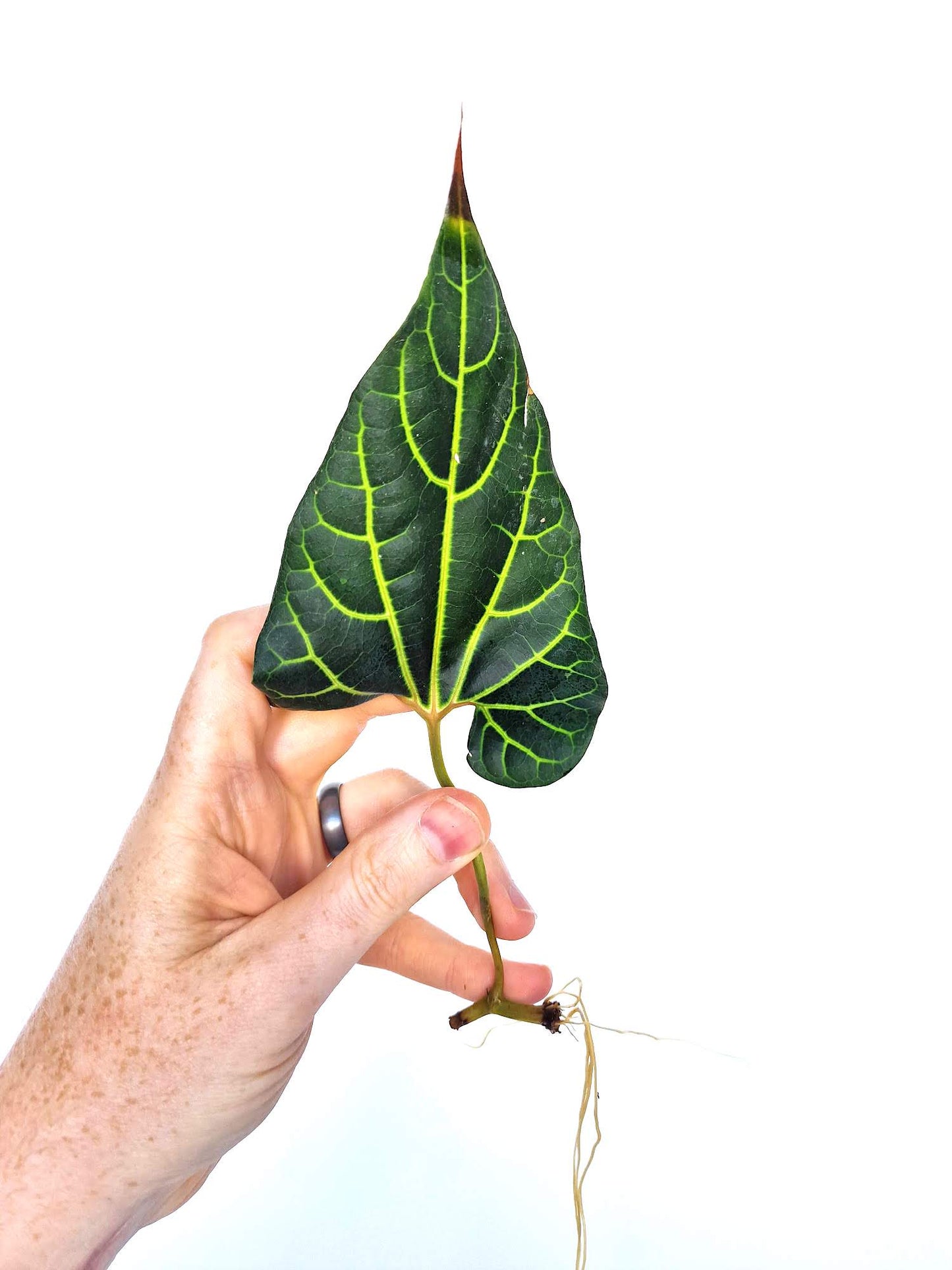 Aristolochia leuconeura 