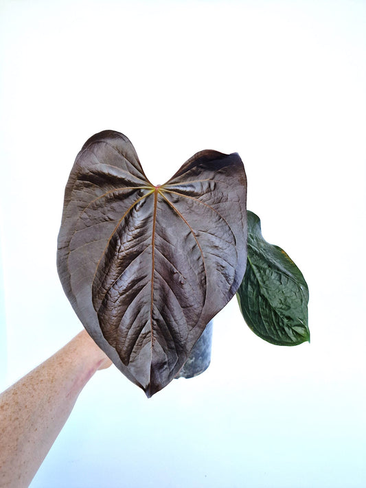 Anthurium Queen of Hearts (Tezula) plant