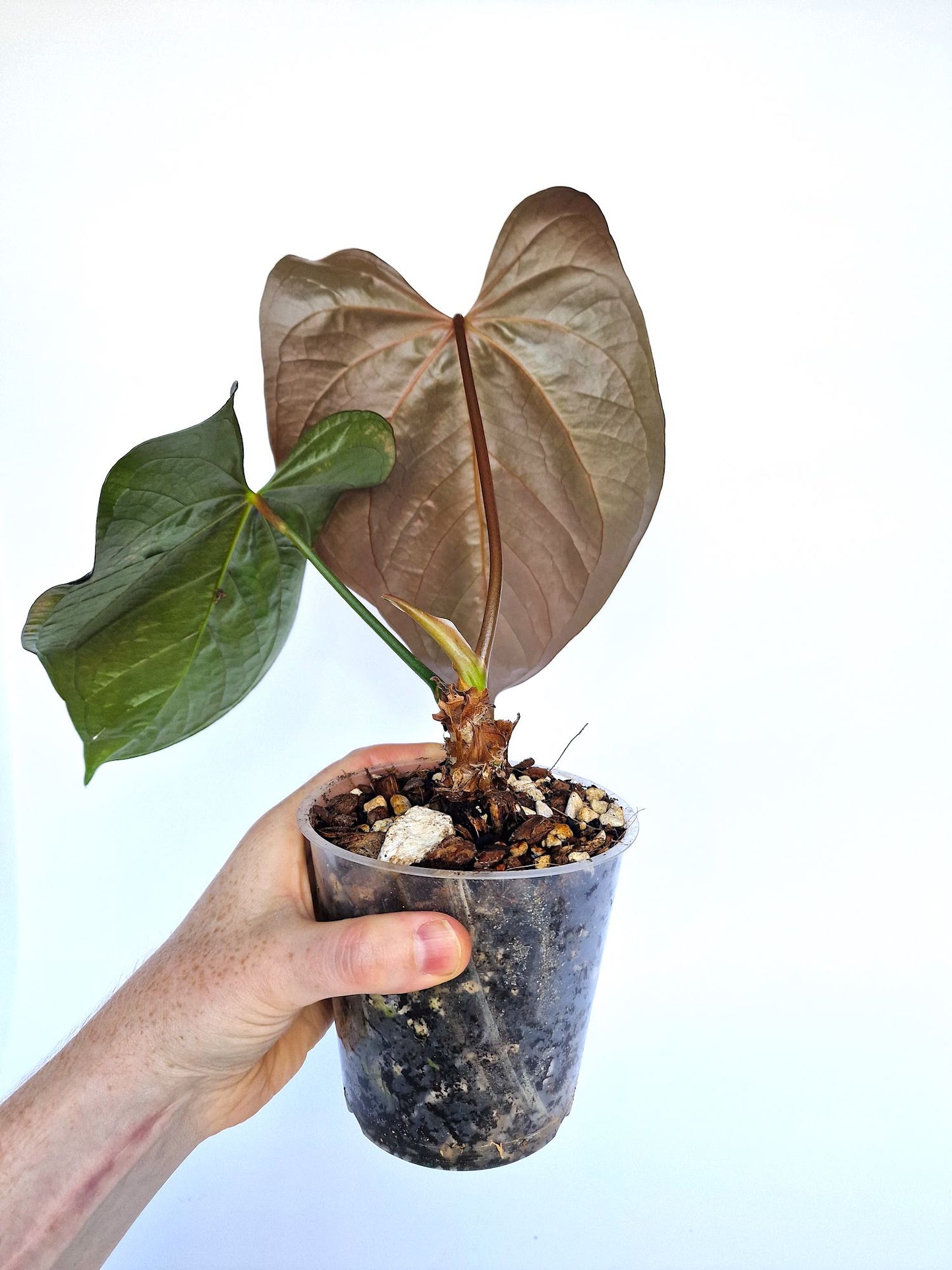 Anthurium Queen of Hearts (Tezula) plant